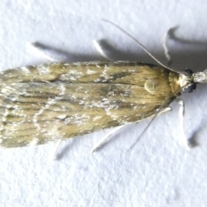 Eudonia cleodoralis at Emu Creek Belconnen (ECB) - 14 Mar 2024