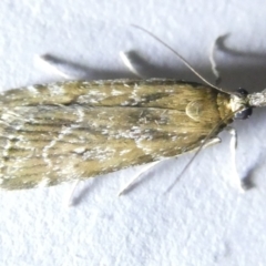 Eudonia cleodoralis (A Crambid moth) at Belconnen, ACT - 14 Mar 2024 by JohnGiacon