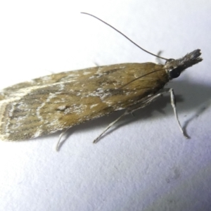 Eudonia cleodoralis at Emu Creek Belconnen (ECB) - 14 Mar 2024