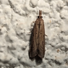 Faveria tritalis (Couchgrass Webworm) at Watson, ACT - 14 Mar 2024 by AniseStar