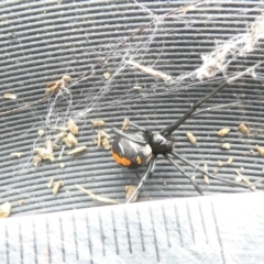 Latrodectus hasselti (Redback Spider) at Emu Creek Belconnen (ECB) - 13 Mar 2024 by JohnGiacon