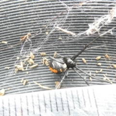 Latrodectus hasselti (Redback Spider) at Belconnen, ACT - 13 Mar 2024 by JohnGiacon