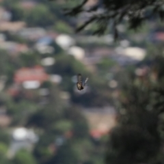 Acraea andromacha (Glasswing) at Tuggeranong Hill - 5 Mar 2024 by RAllen