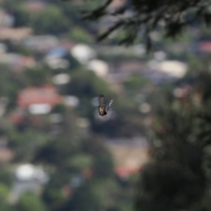 Acraea andromacha at Tuggeranong Hill - 5 Mar 2024 03:46 PM