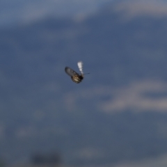 Acraea andromacha at Tuggeranong Hill - 5 Mar 2024 03:46 PM