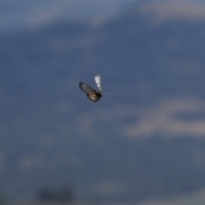 Acraea andromacha at Tuggeranong Hill - 5 Mar 2024 03:46 PM