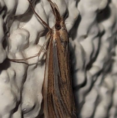 Hednota species near grammellus (Pyralid or snout moth) at Watson, ACT - 14 Mar 2024 by AniseStar