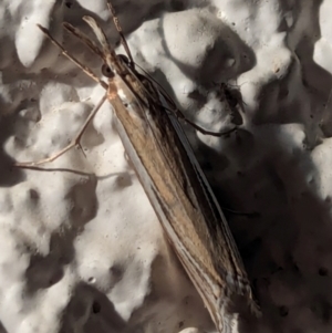 Hednota species near grammellus at Watson, ACT - 14 Mar 2024