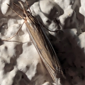 Hednota species near grammellus at Watson, ACT - 14 Mar 2024 09:11 PM