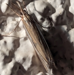 Hednota species near grammellus at Watson, ACT - 14 Mar 2024