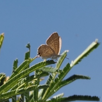 Theclinesthes miskini (Wattle Blue) at Calwell, ACT - 5 Mar 2024 by RAllen