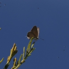 Theclinesthes miskini at Tuggeranong Hill - 5 Mar 2024