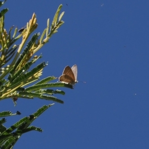 Theclinesthes miskini at Tuggeranong Hill - 5 Mar 2024