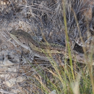 Amphibolurus muricatus at Tuggeranong Hill - 5 Mar 2024 05:14 PM