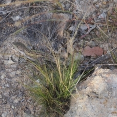 Amphibolurus muricatus at Tuggeranong Hill - 5 Mar 2024