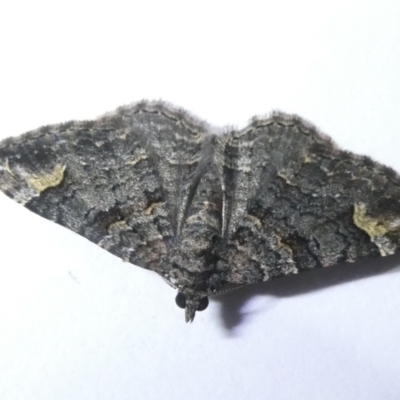 Epyaxa sodaliata (Sodaliata Moth, Clover Moth) at Belconnen, ACT - 14 Mar 2024 by JohnGiacon