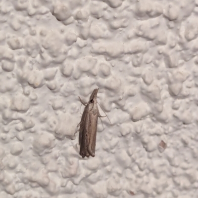 Unidentified Pyralid or Snout Moth (Pyralidae & Crambidae) at Watson, ACT - 13 Mar 2024 by AniseStar