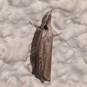 Culladia cuneiferellus at Watson, ACT - 13 Mar 2024