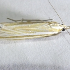 Hednota species near grammellus (Pyralid or snout moth) at Flea Bog Flat to Emu Creek Corridor - 14 Mar 2024 by JohnGiacon