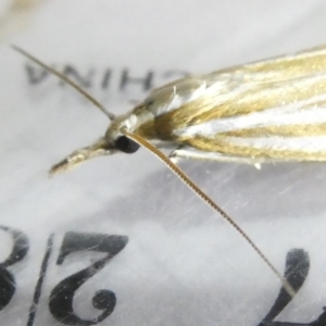 Hednota species near grammellus at Emu Creek Belconnen (ECB) - 14 Mar 2024