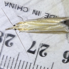 Hednota species near grammellus at Undefined Area - 14 Mar 2024 07:11 PM