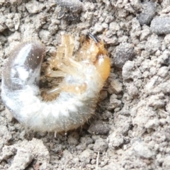 Scarabaeidae (family) (Scarab beetle, curl grub) at Belconnen, ACT - 14 Mar 2024 by JohnGiacon