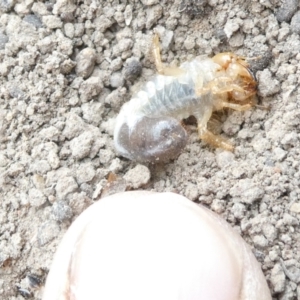 Scarabaeidae (family) at Flea Bog Flat to Emu Creek Corridor - 14 Mar 2024