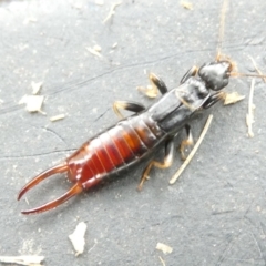 Unidentified Earwig (Dermaptera) at Flea Bog Flat to Emu Creek Corridor - 14 Mar 2024 by JohnGiacon