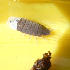 Porcellio scaber (Common slater) at Flea Bog Flat to Emu Creek Corridor - 13 Mar 2024 by JohnGiacon