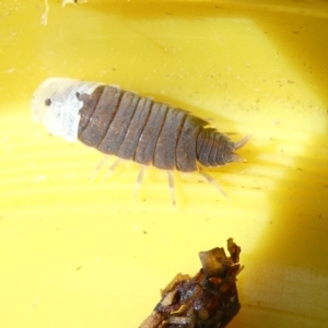 Porcellio scaber at Emu Creek Belconnen (ECB) - 14 Mar 2024 10:12 AM