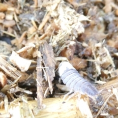 Porcellio scaber at Emu Creek Belconnen (ECB) - 14 Mar 2024