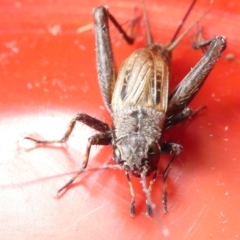 Bobilla sp. (genus) (A Small field cricket) at Belconnen, ACT - 14 Mar 2024 by JohnGiacon