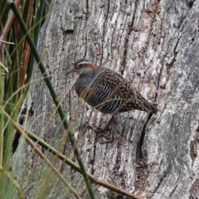 Gallirallus philippensis (Buff-banded Rail) at Watson, ACT - 14 Mar 2024 by AniseStar