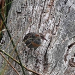 Gallirallus philippensis at Watson Green Space - 14 Mar 2024 09:53 PM