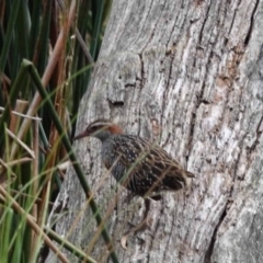 Gallirallus philippensis at Watson Green Space - 14 Mar 2024 09:53 PM