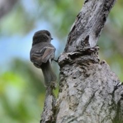 Pachycephala pectoralis (Golden Whistler) at Thirlmere Lakes National Park - 13 Mar 2024 by Freebird