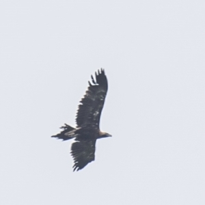 Aquila audax at Drouin South, VIC - 17 Feb 2024 11:23 AM