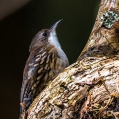 Cormobates leucophaea (White-throated Treecreeper) at Nayook, VIC - 6 Feb 2024 by Petesteamer