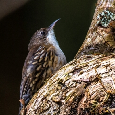 Cormobates leucophaea (White-throated Treecreeper) at Nayook, VIC - 5 Feb 2024 by Petesteamer