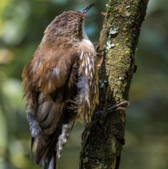 Cormobates leucophaea at Nayook, VIC - 6 Feb 2024