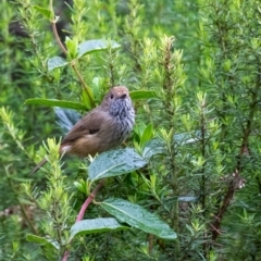 Acanthiza pusilla (Brown Thornbill) at Wingecarribee Local Government Area - 14 Mar 2024 by Aussiegall