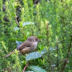 Acanthiza pusilla at Penrose - 14 Mar 2024