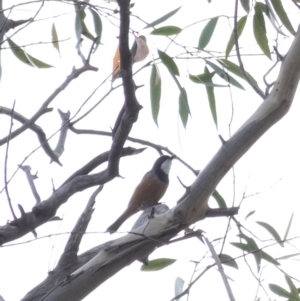 Pachycephala rufiventris at Wingecarribee Local Government Area - 14 Mar 2024