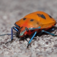 Tectocoris diophthalmus (Cotton harlequin bug) at Cleveland, QLD - 14 Mar 2024 by TimL