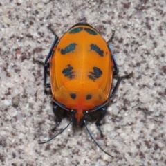 Tectocoris diophthalmus at Cleveland, QLD - 14 Mar 2024 12:01 PM