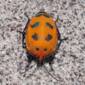 Tectocoris diophthalmus at Cleveland, QLD - 14 Mar 2024 12:01 PM