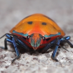 Tectocoris diophthalmus at Cleveland, QLD - 14 Mar 2024 12:01 PM