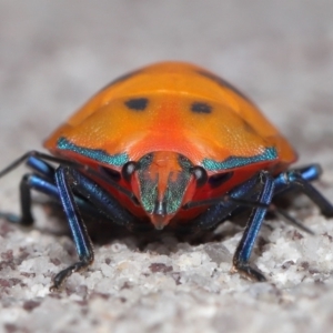Tectocoris diophthalmus at Cleveland, QLD - 14 Mar 2024 12:01 PM
