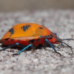 Tectocoris diophthalmus at Cleveland, QLD - 14 Mar 2024 12:01 PM