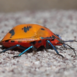 Tectocoris diophthalmus at Cleveland, QLD - 14 Mar 2024 12:01 PM
